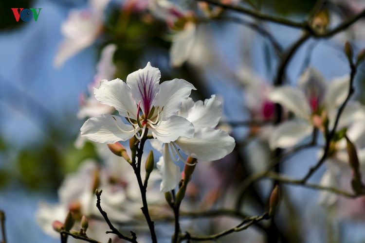 Ban flower - the hidden charm of northwest region