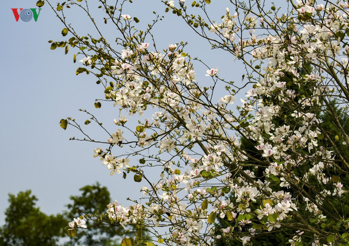 Ban flower - the hidden charm of northwest region