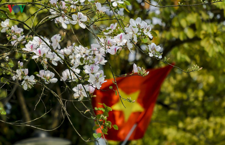 Ban flower - the hidden charm of northwest region