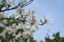 Ban flower - the hidden charm of northwest region