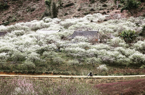 Discovering the scenic beauty of Moc Chau Plateau
