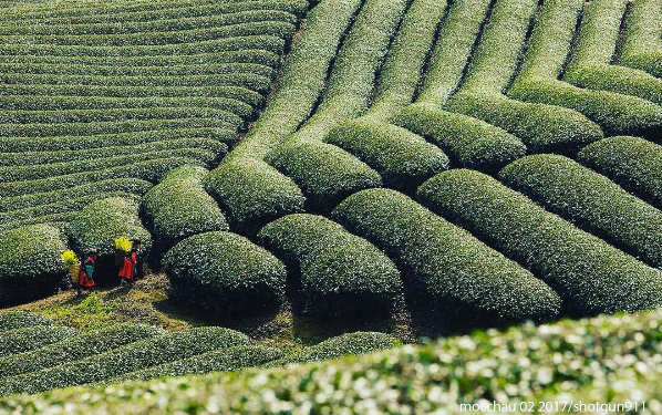 Discovering the scenic beauty of Moc Chau Plateau