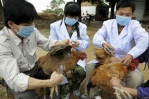 agriculture ministry requests boosting avian flu fight