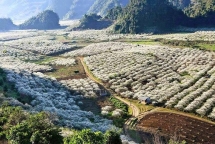 moc chau plateau in white plum blossom season