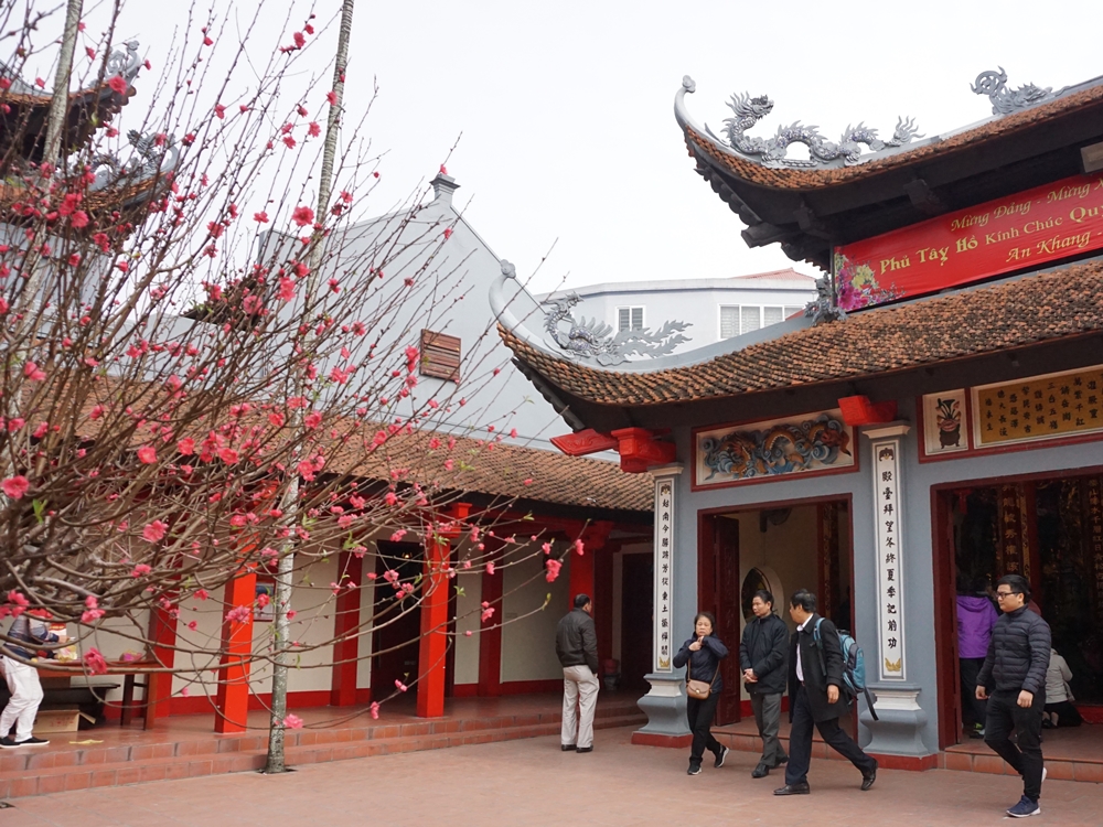 Peach blossoms, the color of Vietnamese Tet