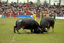tuyen quang vies for buffalo fighting permit