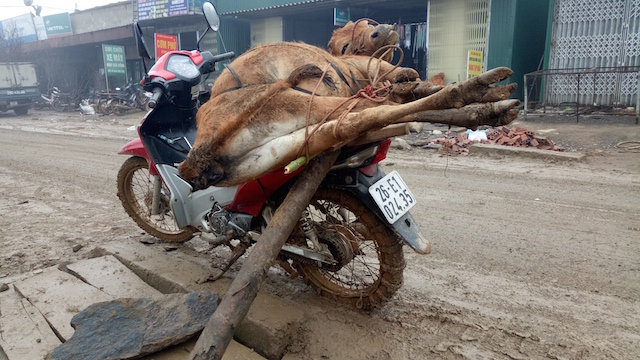 Cold spell kills thousands of cattle in the north