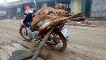 cold spell kills thousands of cattle in the north