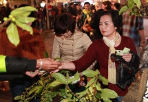 tet festival 2020 underway in hcm city