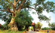 Spring travel: Step into the past in Duong Lam Ancient Village