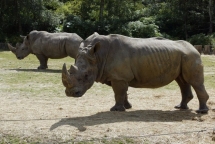 white rhino killed by poachers at french zoo