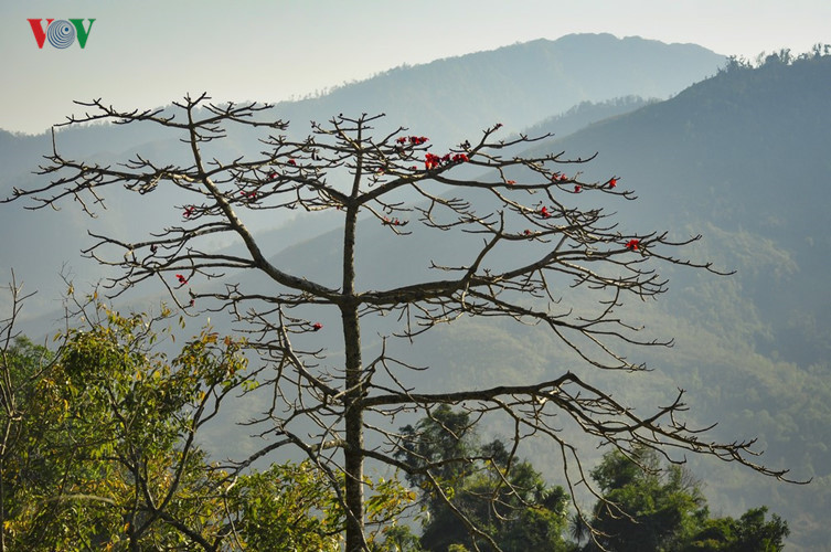 Red silk cotton trees in full bloom in Northwest Vietnam