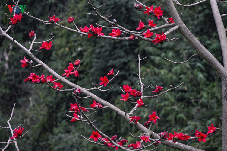 Red silk cotton trees in full bloom in Northwest Vietnam