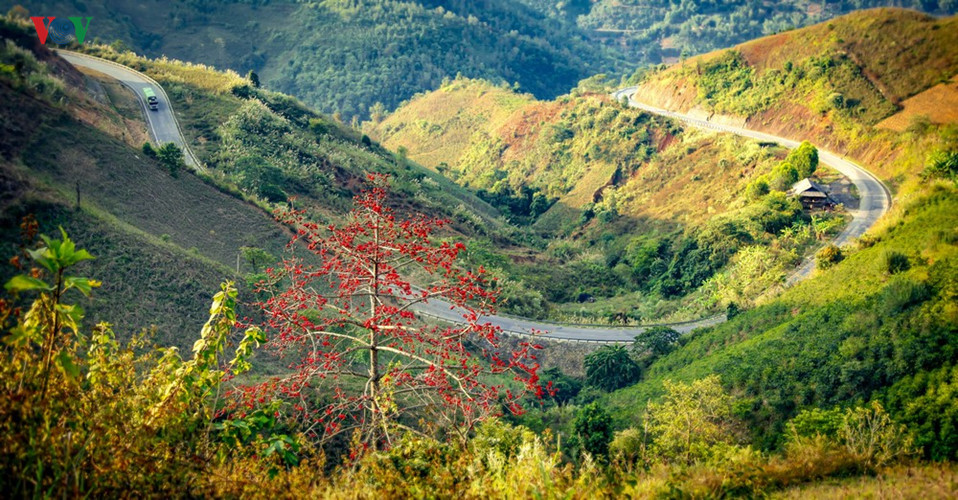 Red silk cotton trees in full bloom in Northwest Vietnam