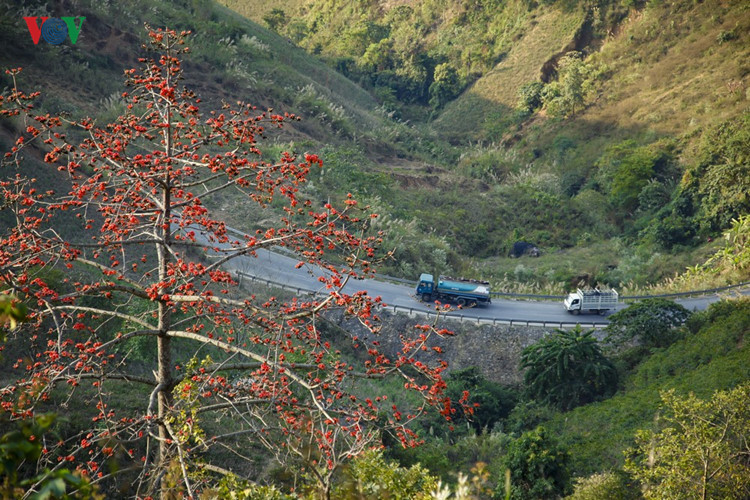 Red silk cotton trees in full bloom in Northwest Vietnam