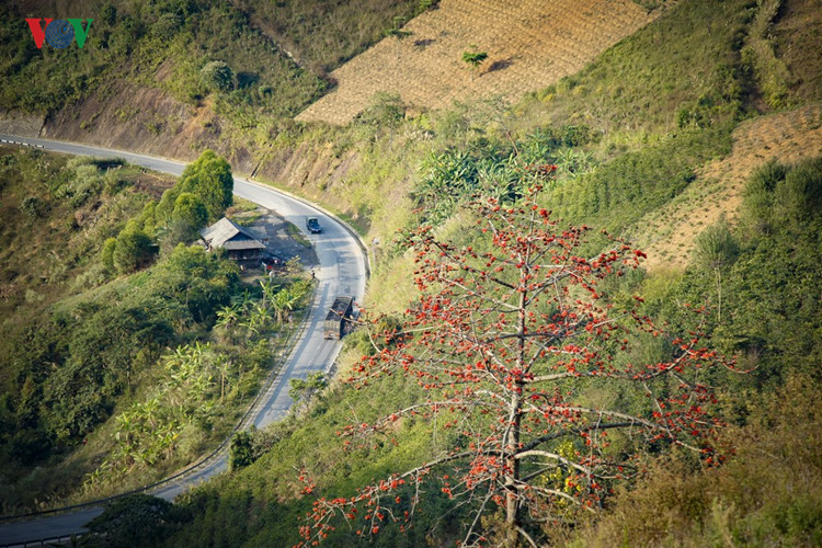 Red silk cotton trees in full bloom in Northwest Vietnam