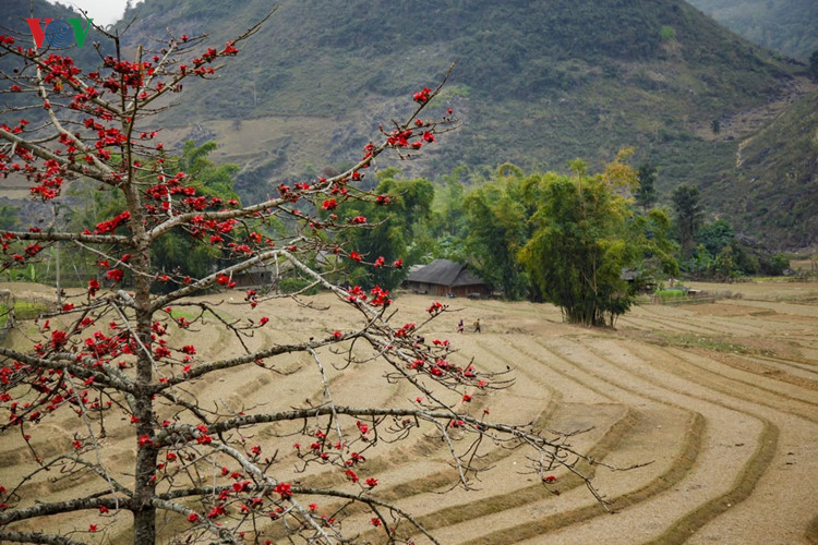 Red silk cotton trees in full bloom in Northwest Vietnam