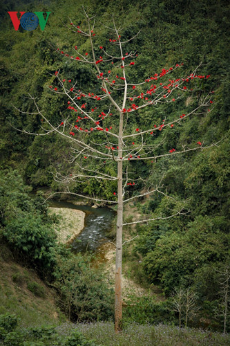 Red silk cotton trees in full bloom in Northwest Vietnam