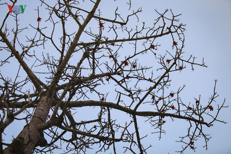 Red silk cotton trees in full bloom in Northwest Vietnam
