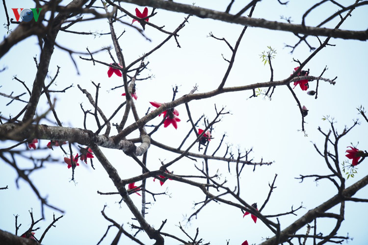 Red silk cotton trees in full bloom in Northwest Vietnam