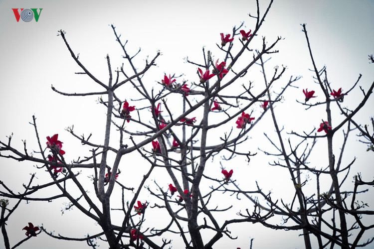 Red silk cotton trees in full bloom in Northwest Vietnam