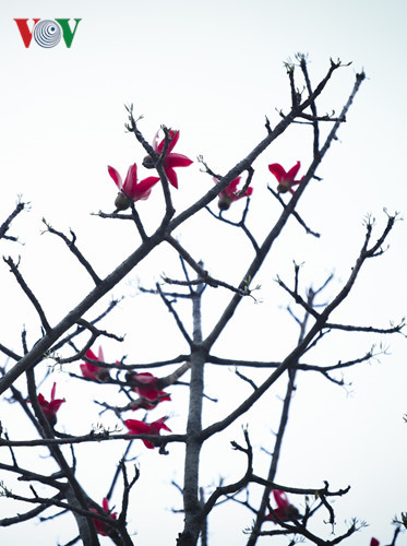 Red silk cotton trees in full bloom in Northwest Vietnam