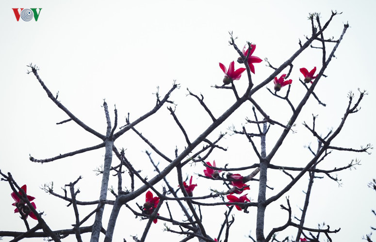 Red silk cotton trees in full bloom in Northwest Vietnam