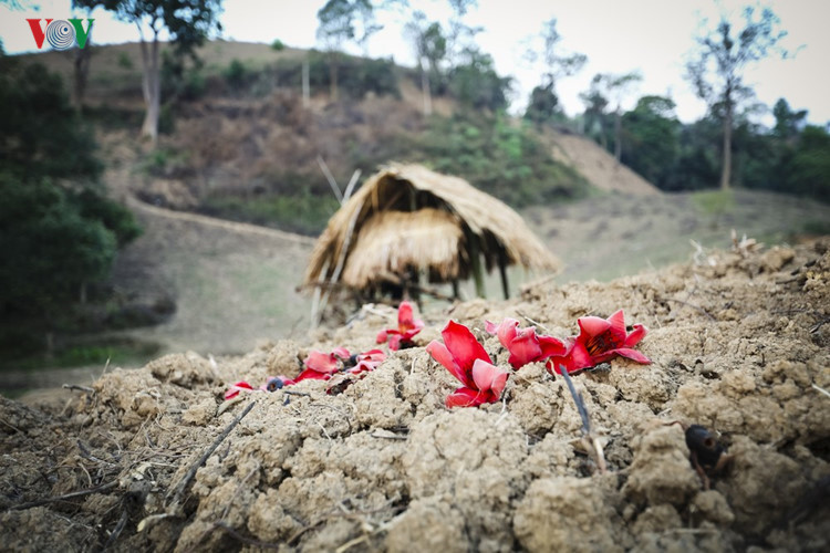 Red silk cotton trees in full bloom in Northwest Vietnam