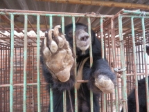 thirty eight bears handed over to tam dao bear rescue centre
