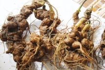 Korean province helps Quang Nam develop ginseng