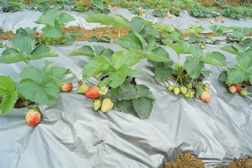 Stay Fresh: Water-rich Winter Fruits and Vegetables