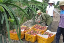 australia enhances market access for vietnamese dragon fruit