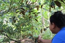 fruit exporters from all over eye vietnamese market