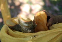 cinnamon tree helps bao lac farmers escape poverty