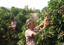 vietnamese litchi and longan export steps hastened