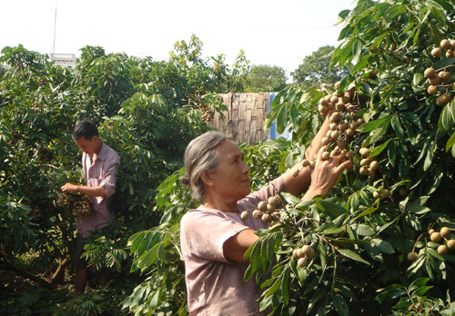Vietnamese litchi and longan export steps hastened