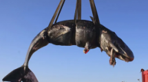 Dead sperm whale found off Italian island had 22kg of plastic in stomach