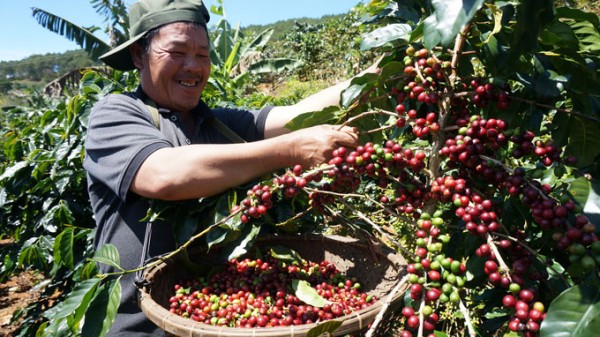 Forest degradation and forest landscape restoration through CAFÉ-REDD