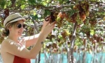 ninh thuan grape and wine festival to take place in late april