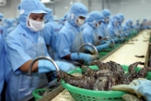 asahi vietnam wows the world with no coronavirus death to date
