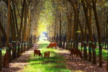 southern regions beauty of land and people