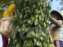Pepper association proposes establishing transaction floor