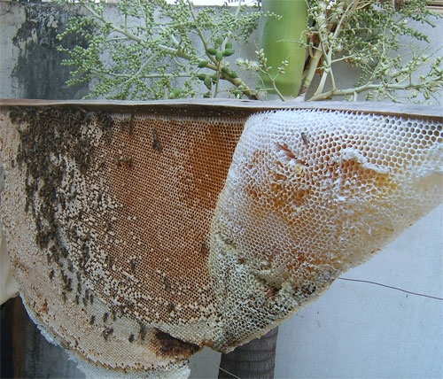 Honey sweetens the life of farmers in southernmost Vietnam