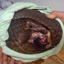 15 endangered otters rescued by svw