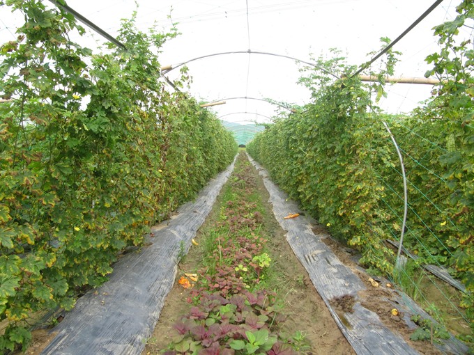From waste to fertilizer, opportunities for Vietnamese agriculture