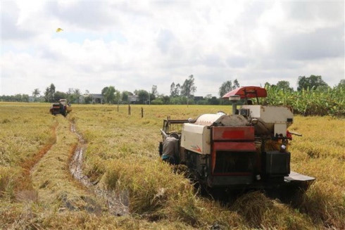 SBV urges banks to help rice farmers with loans