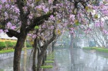 beautiful orchid tree blossoms prettify hanoi streets
