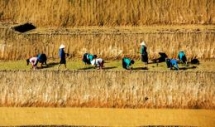 sbv urges banks to help rice farmers with loans