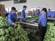 vietnams farm products observe the change during covid 19 outbreak