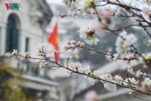 Bac Giang receives 100 cherry blossom trees from Japan-Vietnam Friendship Association of Chukyo